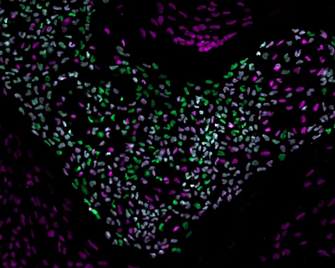 Image of cells in lab